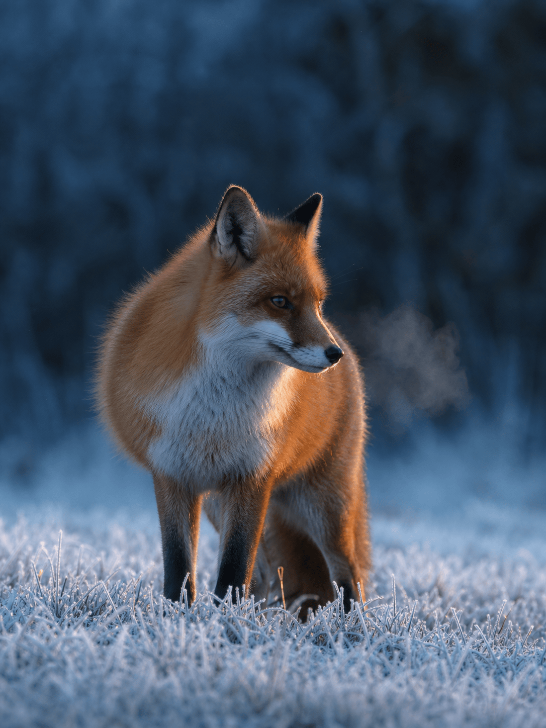 Realistic AI red fox