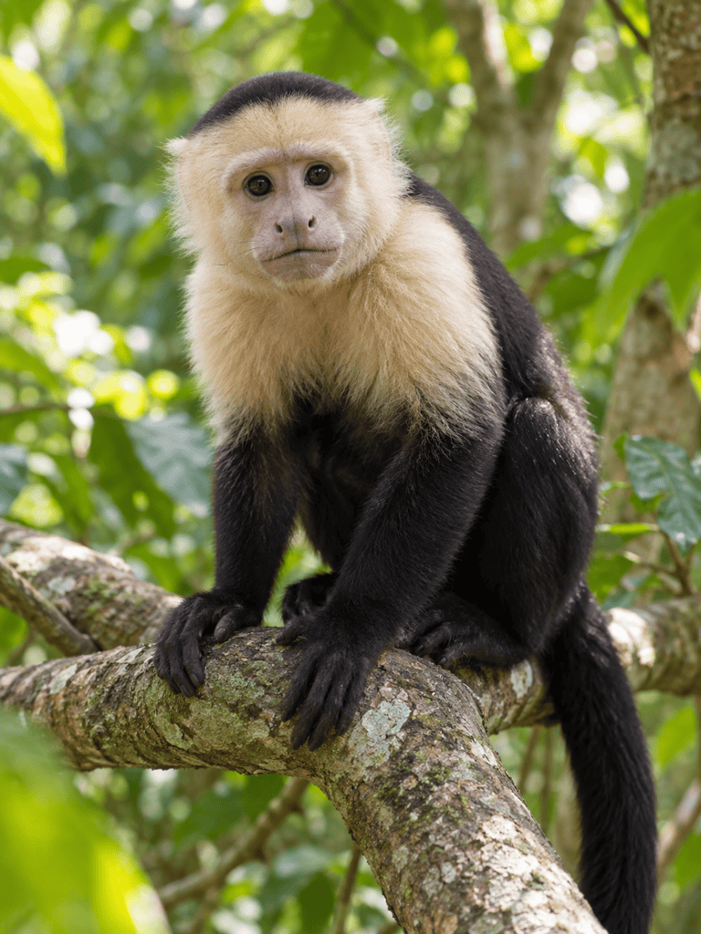 AI-generated capuchin monkey portrait