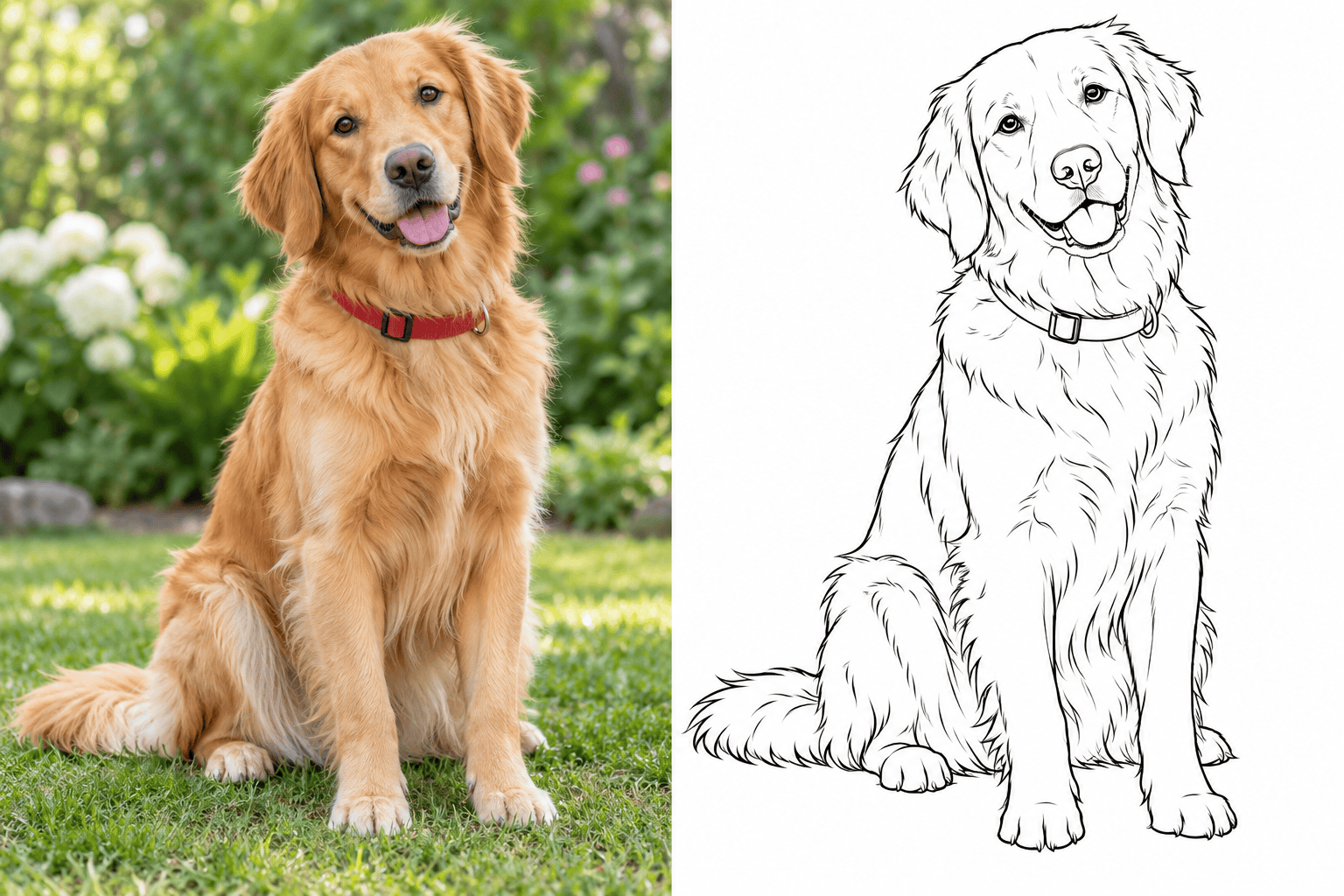Pet photo to coloring outline comparison