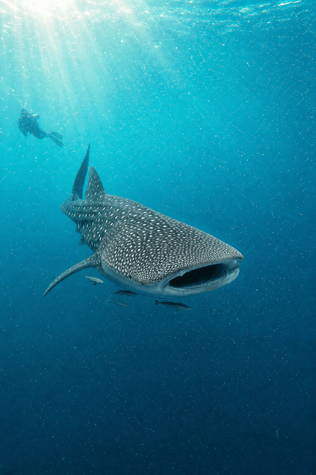 Whale shark art generator