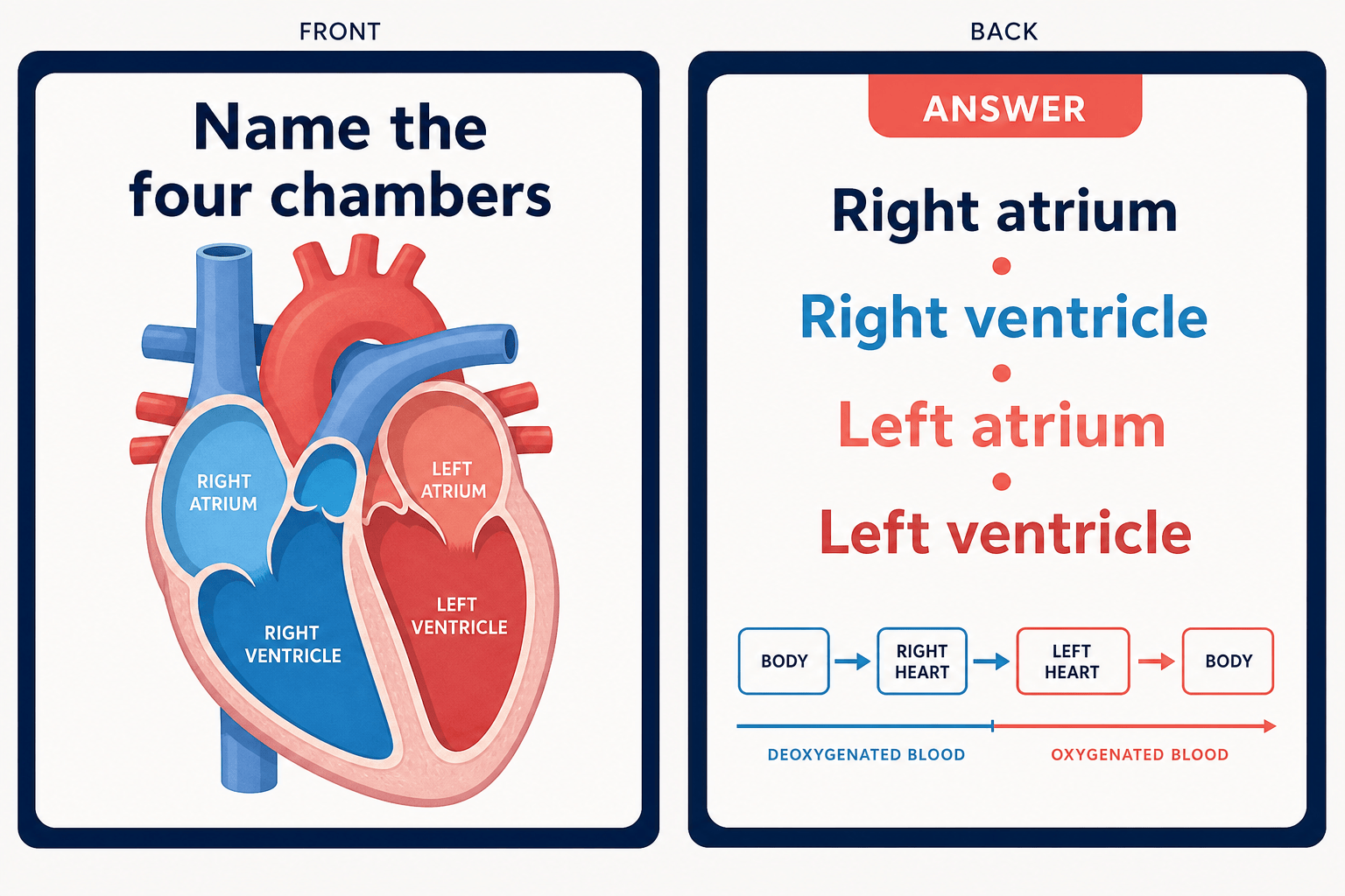 AI anatomy study flashcards with a labeled heart diagram