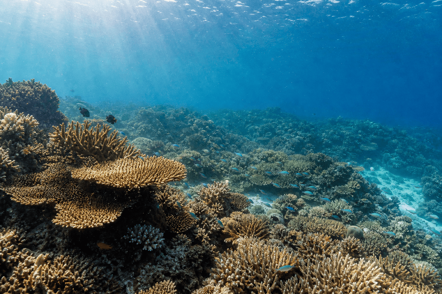 AI-generated sunlit coral reef world