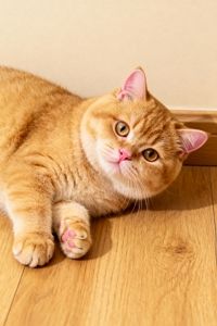 seedream 4.5 test 4 reference image 1